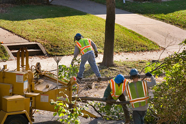 How Our Tree Care Process Works  in  Indianola, IA