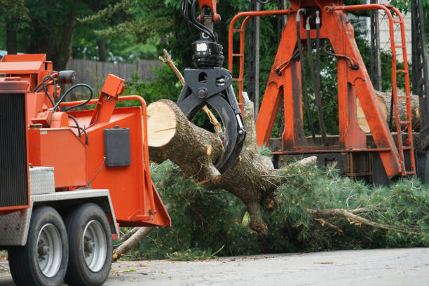 Trusted Indianola, IA Tree Services Experts